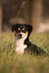 Ostéopathie pour chiens