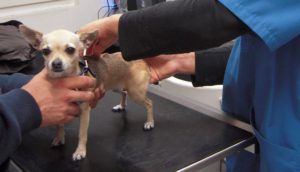 Ostéopathie pour chiens