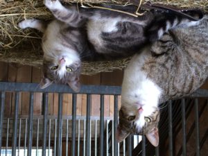Services Animaux domestiques