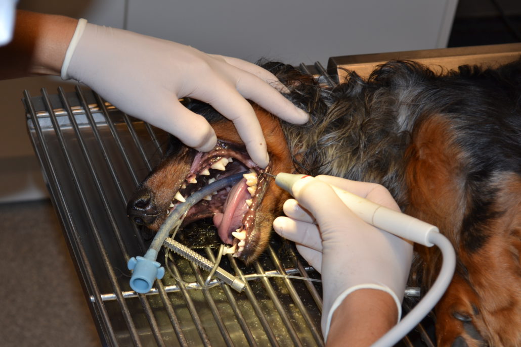 diensten huisdieren tanden